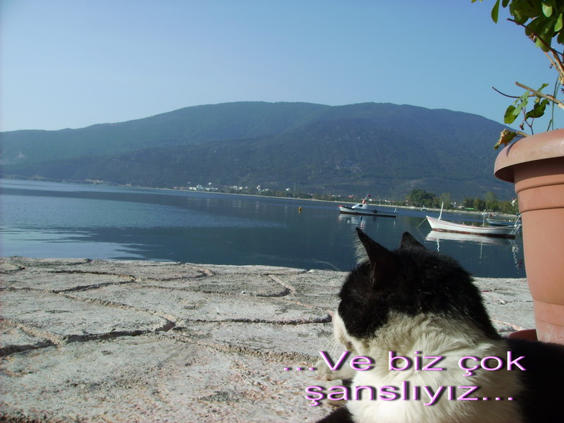 Kedi albümünden bir kare