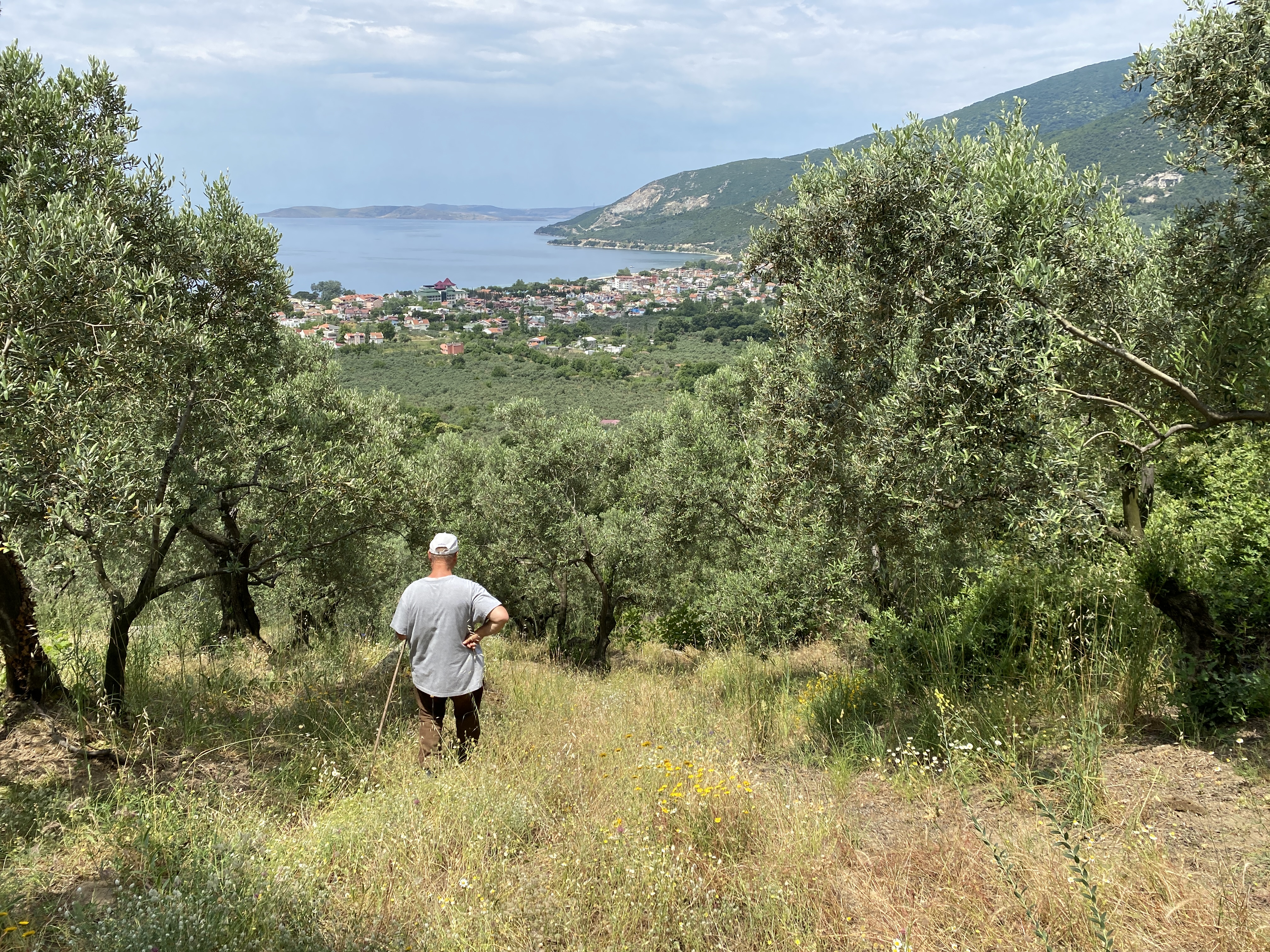 Ocaklar zeytinlikleri